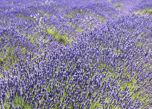 champs de lavande embaumant la Provence