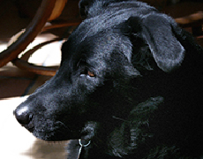 Page Menus Tarifs Chien