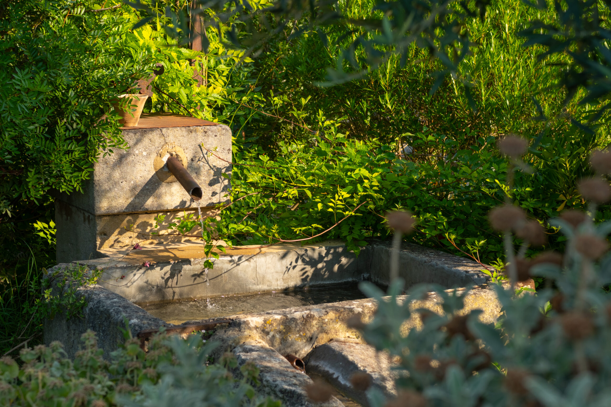 20250715 – CPT JARDIN ©ABienfait HD (6 sur 253)