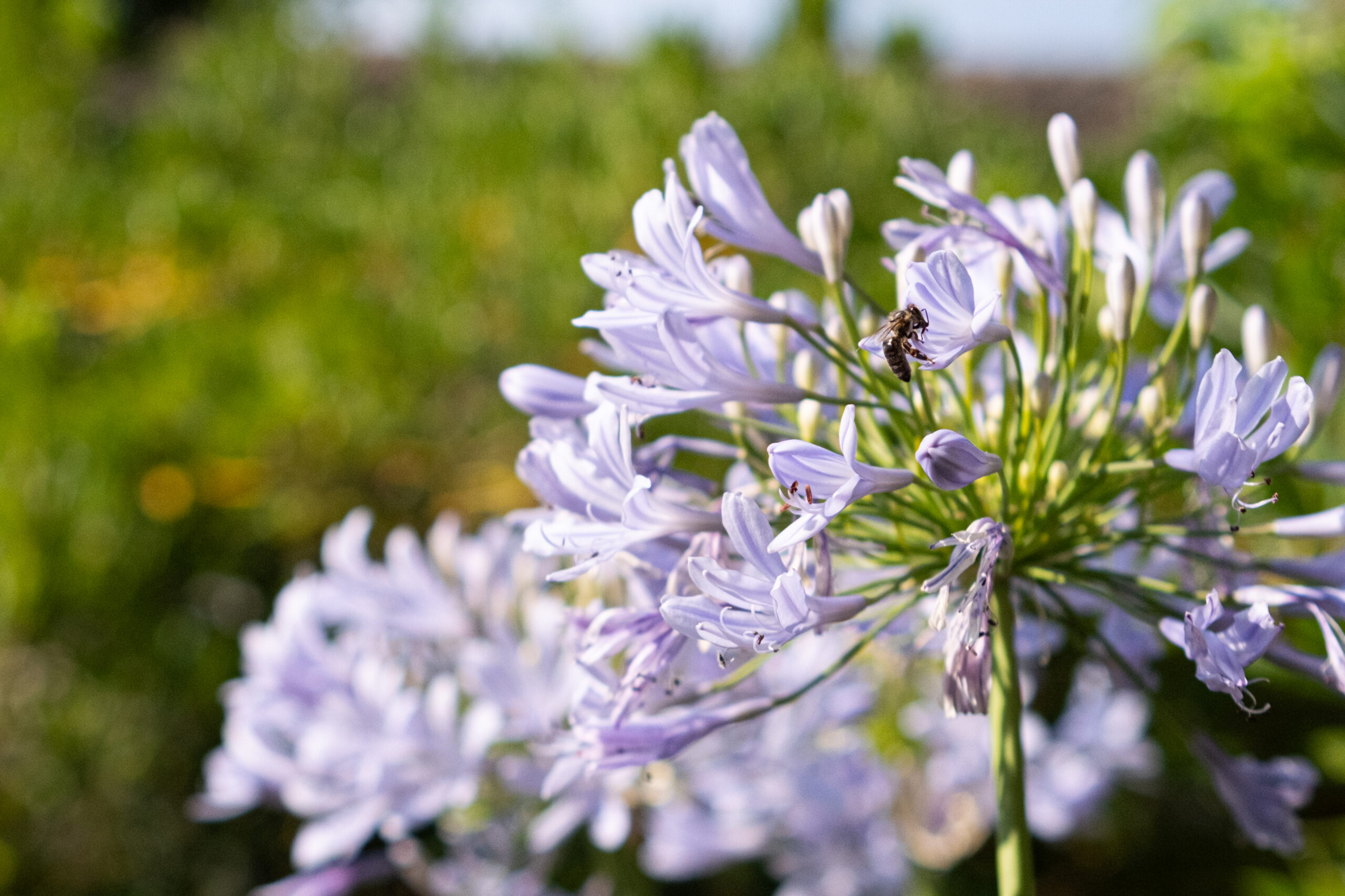 20250715 – CPT JARDIN ©ABienfait HD (77 sur 253)