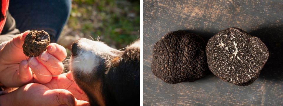 NL truffes et gourmandises déc 25 cavage week end truffe Les Maisons du Clair de la Plume